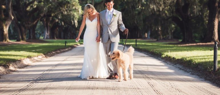 Read more about the article Dogs At Weddings